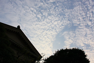 桃太郎ぶどう