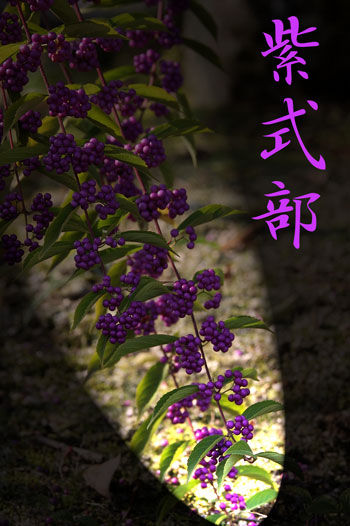 お歳暮ギフトに和菓子