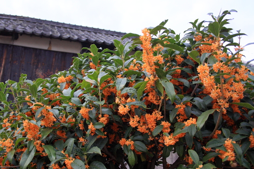 桃太郎ぶどう【大福】桃太郎ぶどう