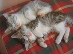 こねこ寝顔写真かわいい画像