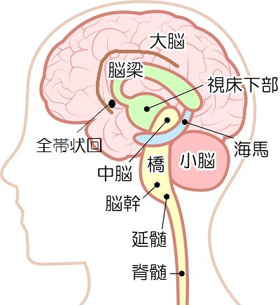 静電気体質が体調を壊す 首専門1 2 Sleep 脳幹が目覚めれば体は蘇る