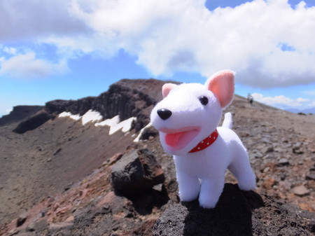 犬のぬいぐるみの作り方 型紙付き くまこ と くますけ