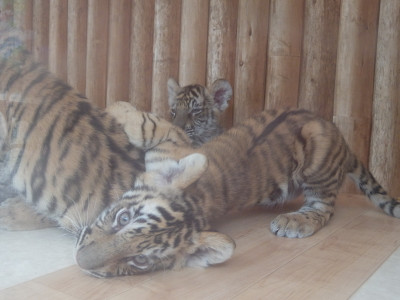 トラの赤ちゃんを抱っこしに 白鳥動物園 くまこ と くますけ