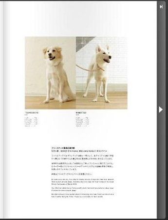 鶴千代と小松、Webカタログに登場～♪＠free stitch 2013 spring summer collection