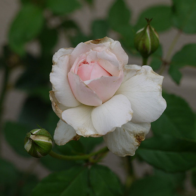 薔薇の花弁の先が傷む理由は 私のバラに逢いたくて