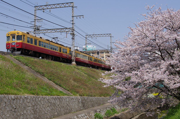 京阪旧3000系と桜
