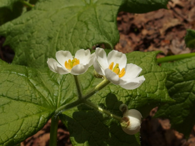P5250190