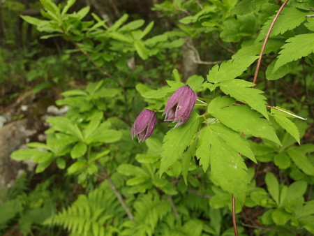 P6290091