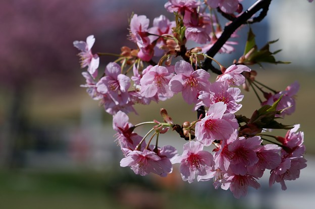 河津桜