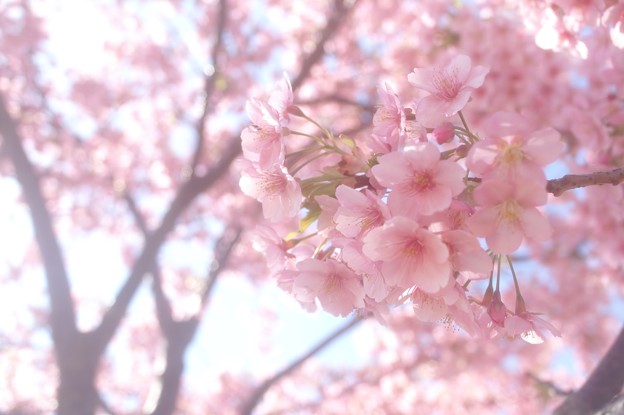 河津桜