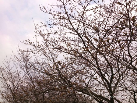 2013/03/20　桜