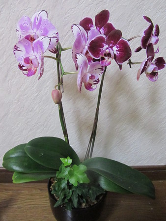 胡蝶蘭の寄せ植え