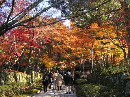 チャンプの紅葉狩り12