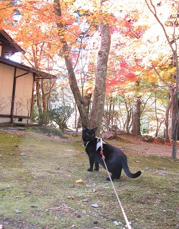 チャンプの紅葉狩り13