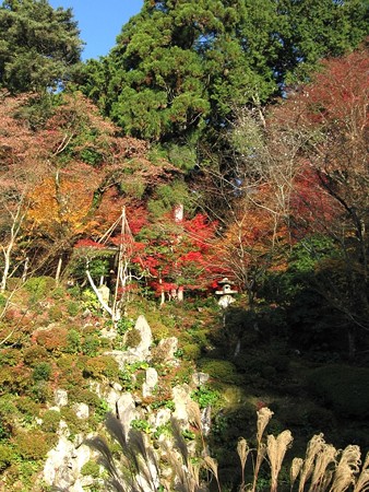 チャンプの紅葉狩り16