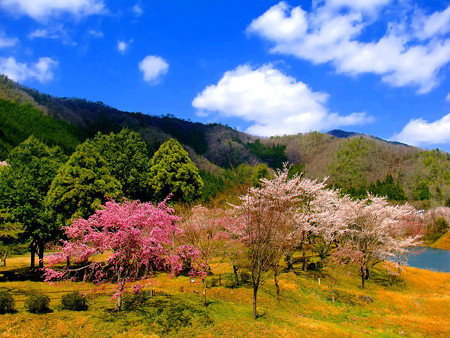 青空と桜と梅