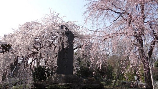 東郷寺しだれ桜1
