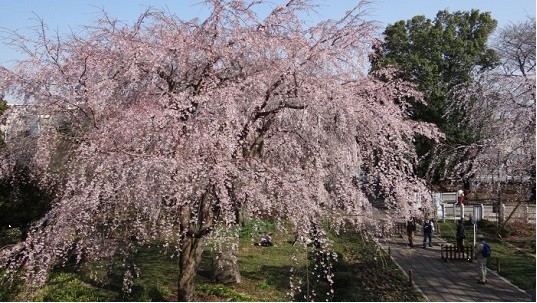 東郷寺しだれ桜5