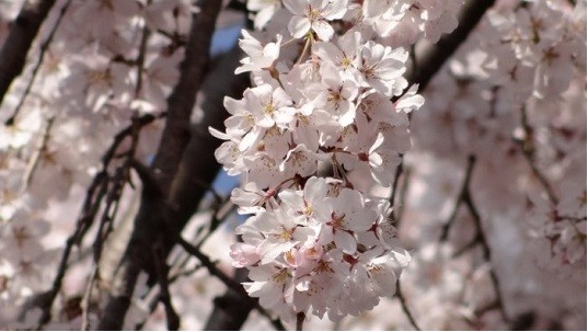 東郷寺しだれ桜7