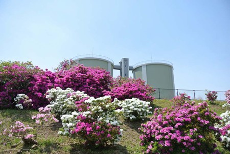 13年 浅香山浄水場 浅香山つつじ祭り 浅香山緑道 浅香山公園 大阪府堺市 日記