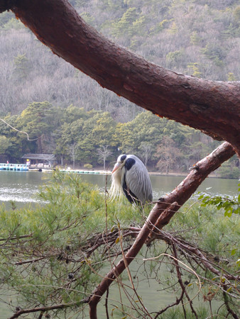 20130127 国際会館＆宝ヶ_0036