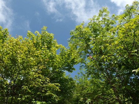 P6290053