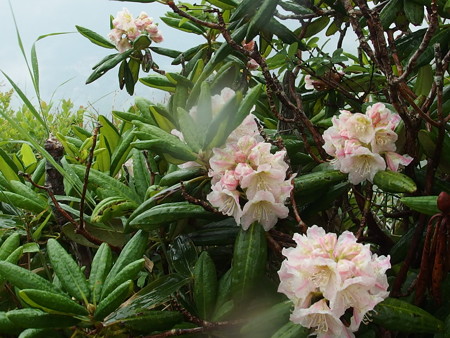 P7130154