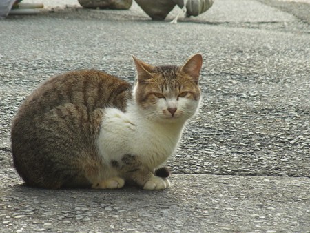 ダムにいたのらねこ