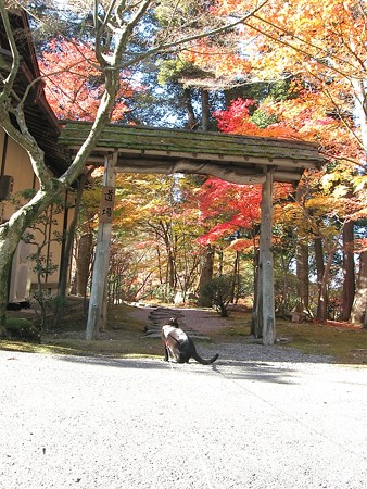 チャンプの紅葉狩り14