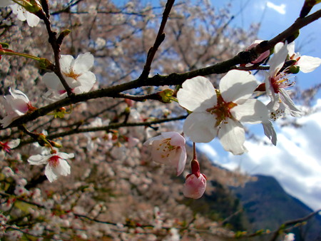 青空と桜