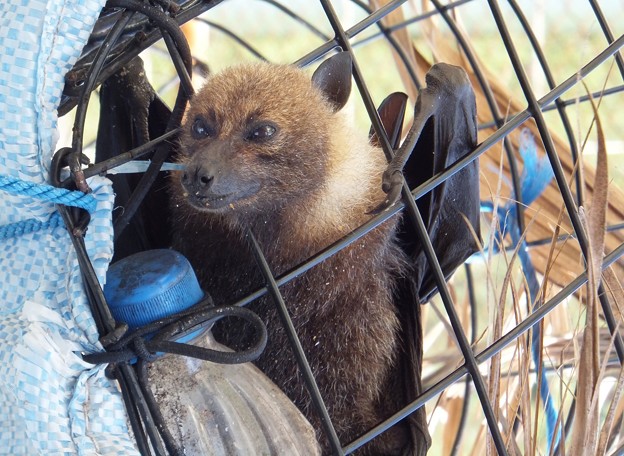 コウモリさん 逆さにしたら りりしいわ 縄文人 たがめ の格安 弾丸 海外旅行 ２