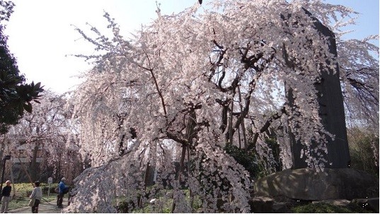 東郷寺しだれ桜2