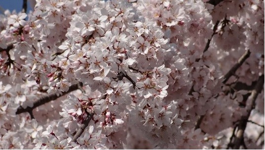 東郷寺しだれ桜6