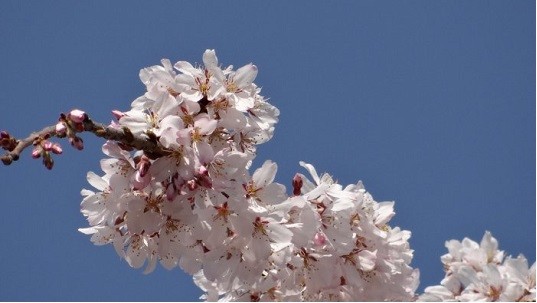 東郷寺しだれ桜8