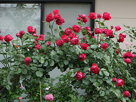 ミニバラの芽吹き 薔薇の手帖７１ ルージュ ピエール ドゥ ロンサール 私のバラに逢いたくて