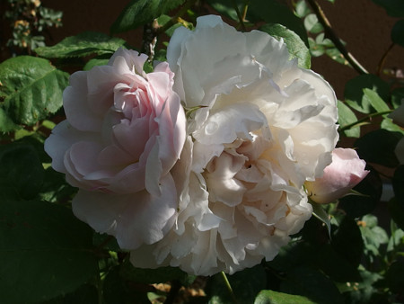 P5170019