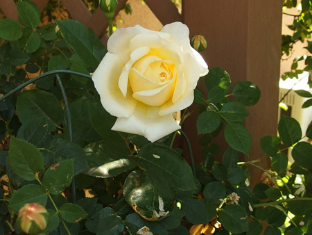 P5170021