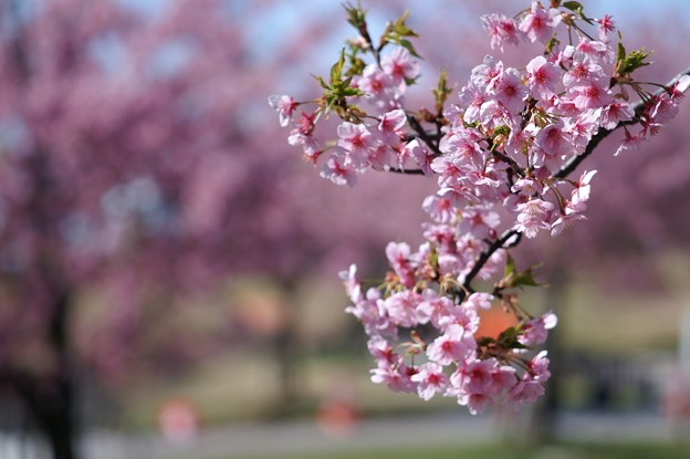 河津桜