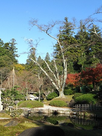 チャンプの紅葉狩り11