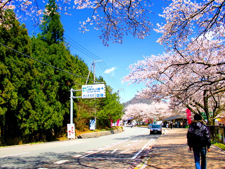 お花見してる人が沢山いました