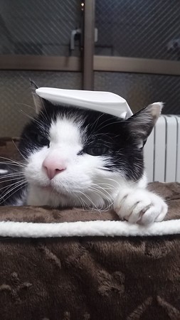 のんびりなシュワ