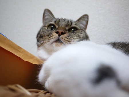 おまんじゅう