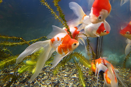 名古屋港水族館 10 金魚展 4 カメラを持って旅に出よう