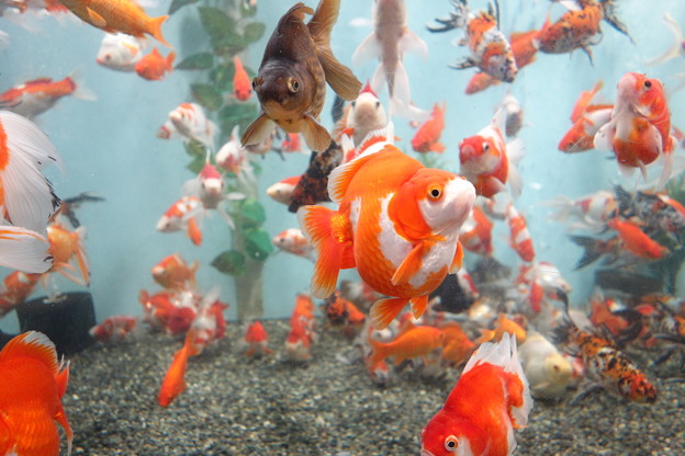 名古屋港水族館 10 金魚展 4 カメラを持って旅に出よう