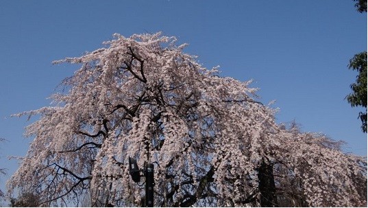 東郷寺しだれ桜3