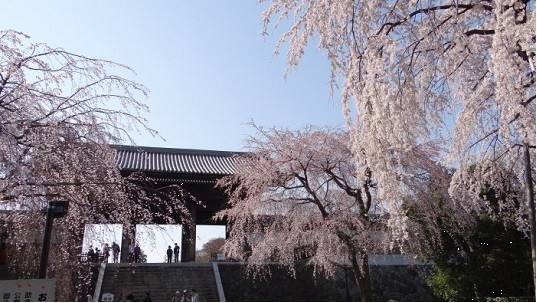 東郷寺しだれ桜4