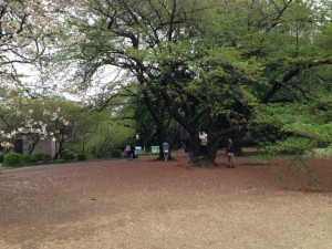 20140419新宿御苑4