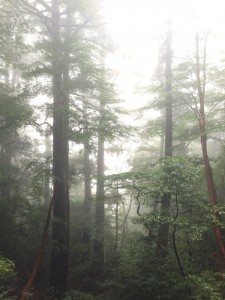 IMG_6240_l