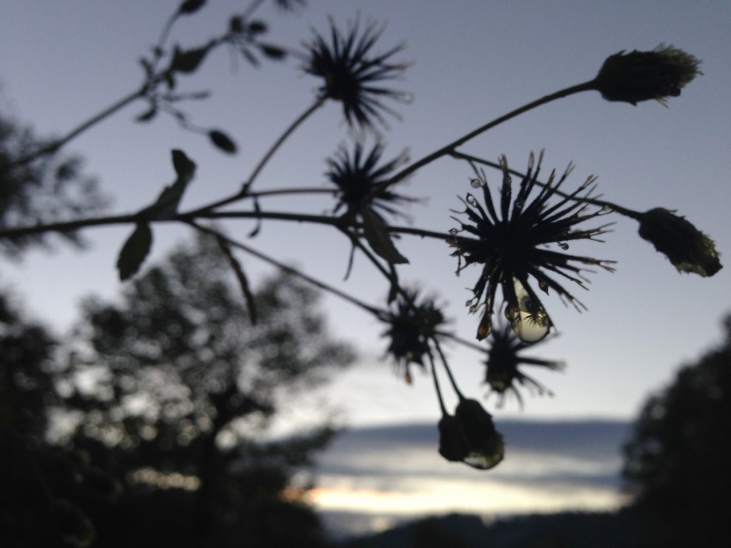 朝焼けと草と水雫
