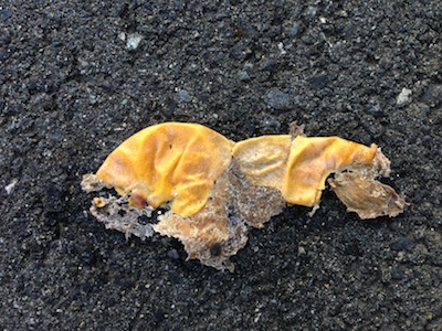 つぶれたぎんなん